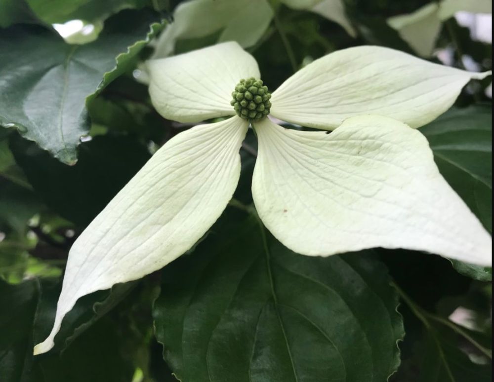 ヤマボウシ(山法師)　白い花