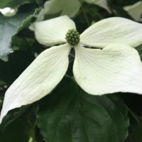 ヤマボウシ(山法師)の育て方｜花が咲かない原因は？紅葉させるコツは？の画像