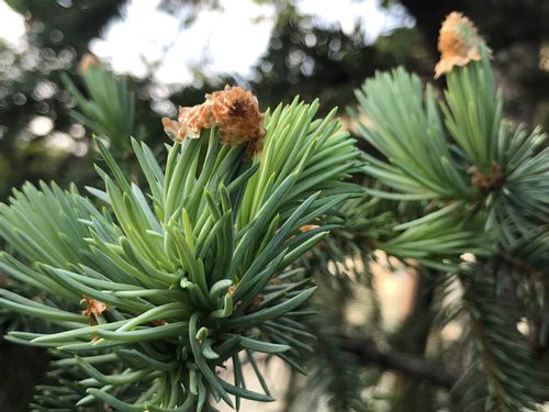 松の種類 アカマツ クロマツの見分け方 盆栽におすすめの品種は Greensnap グリーンスナップ