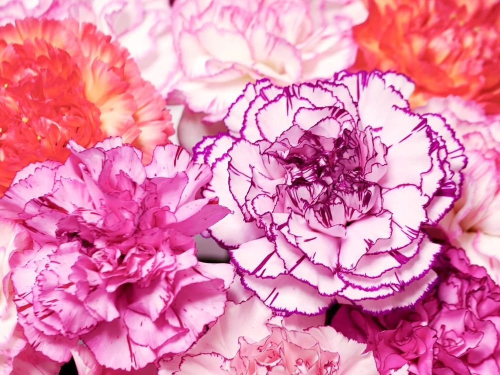 カーネーション