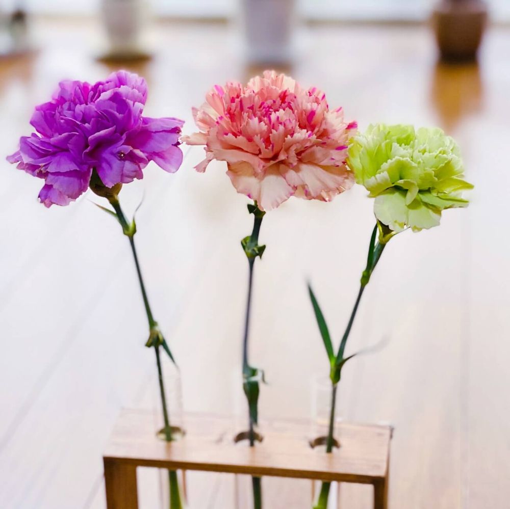 カーネーション