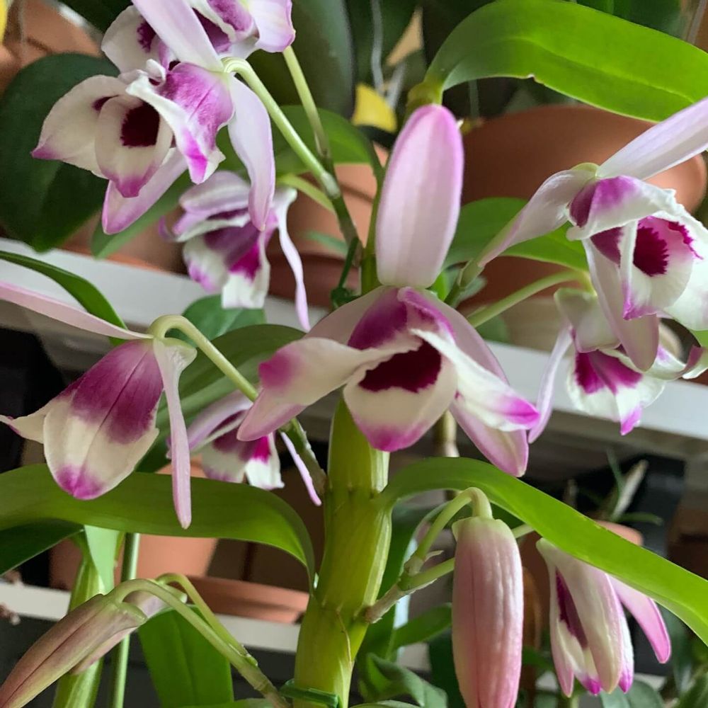 デンドロビウム