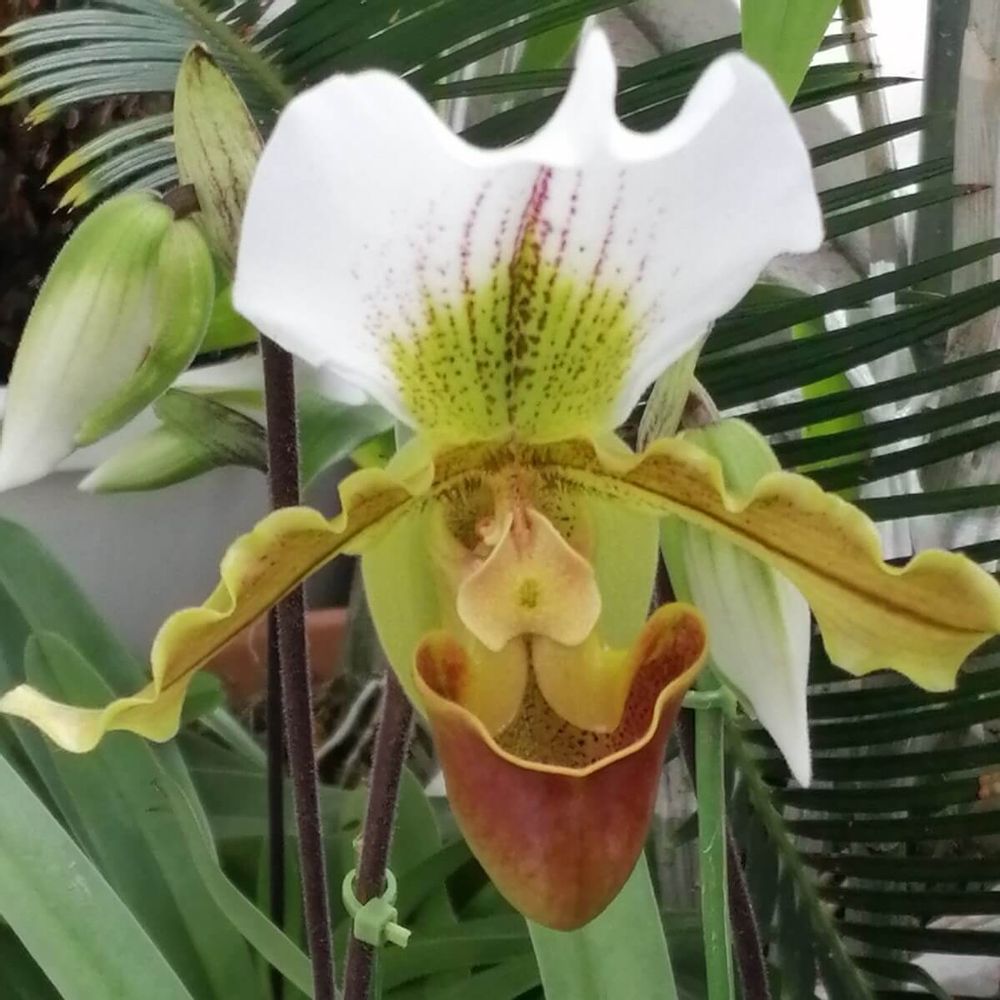 パフィオペディラム