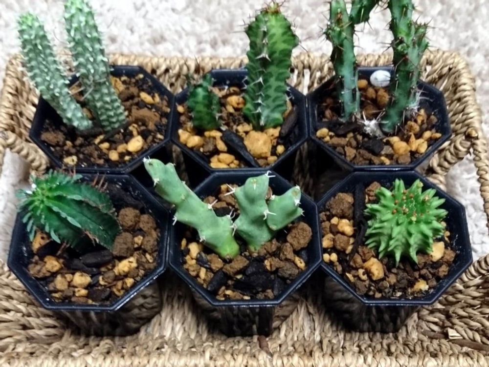 ユーフォルビア　鉢植え　株