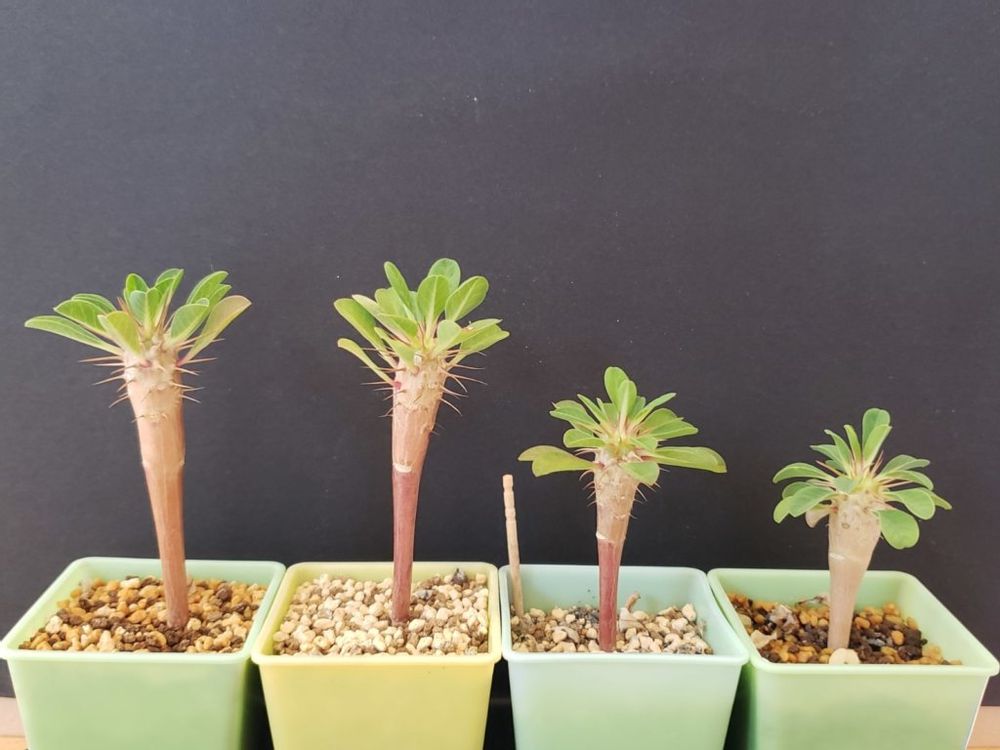 ユーフォルビア　鉢植え　株