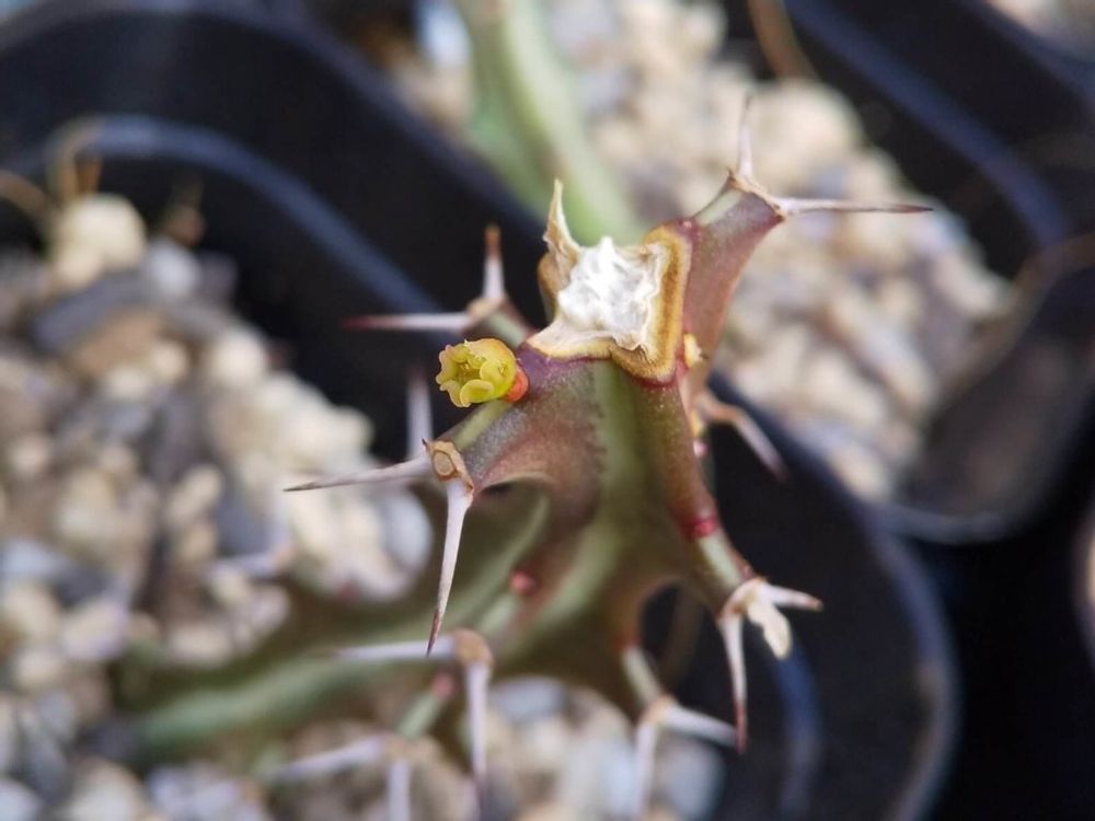 ユーフォルビア　鉢植え　株