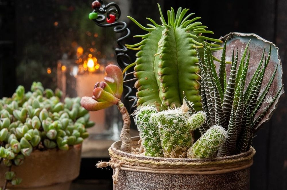 ユーフォルビア　鉢植え　寄植え