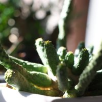 ユーフォルビアの育て方｜挿し木や水やりの時期、タイプ別の違いは？の画像