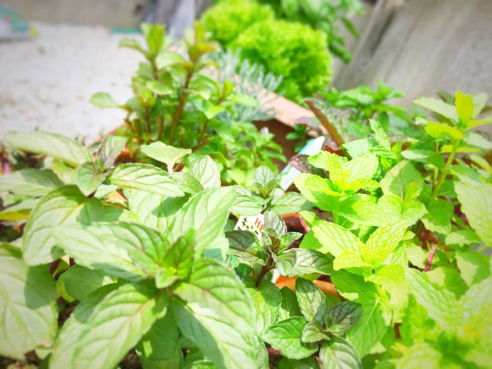 オレンジミント