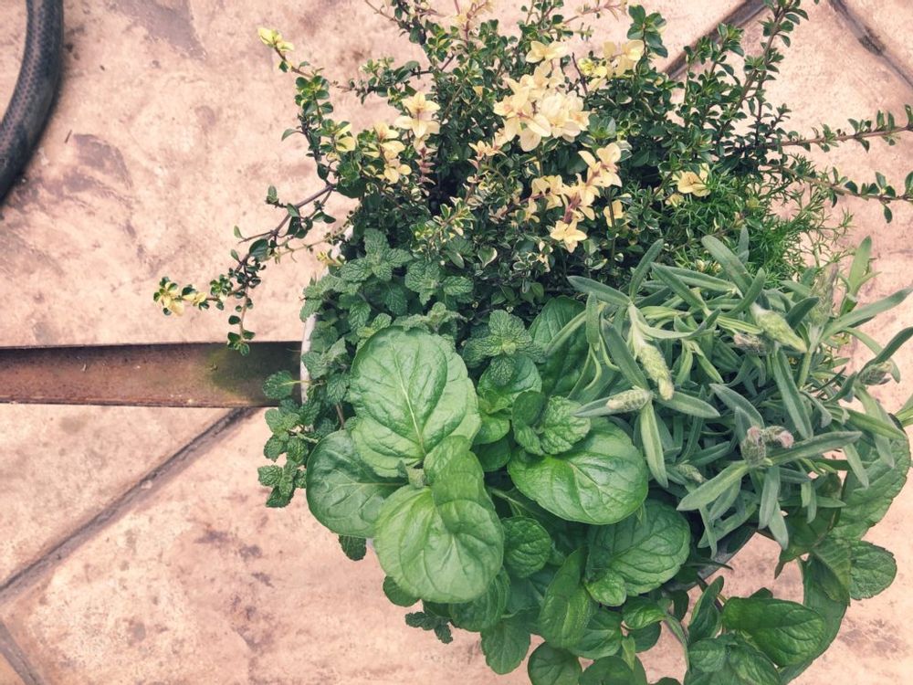 オレンジミント