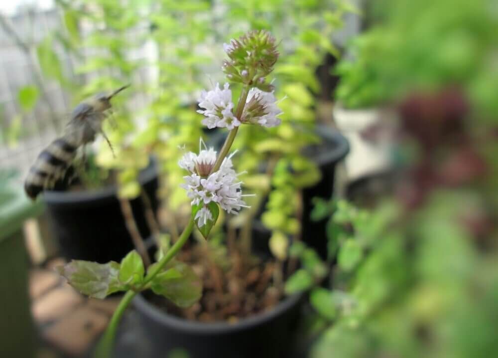 オレンジミント