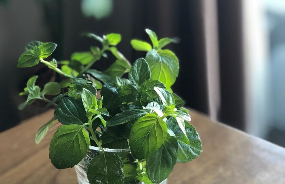 オレンジミント