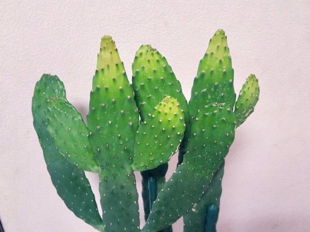 サボテン　枯れる　葉焼け