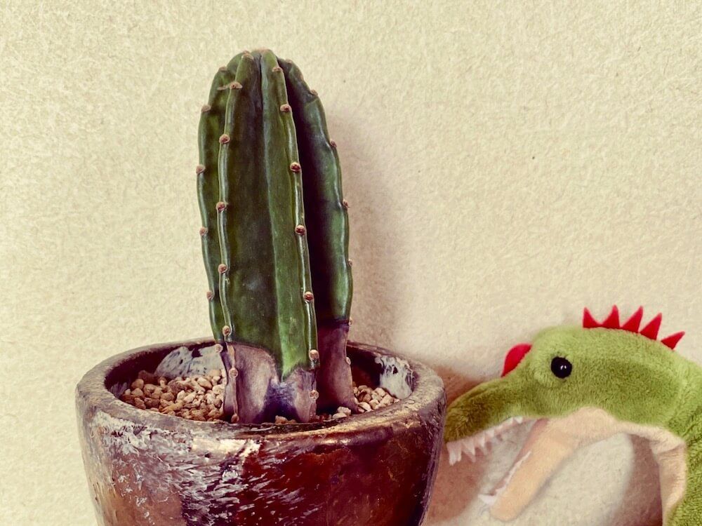 サボテン　枯れる　根腐れ