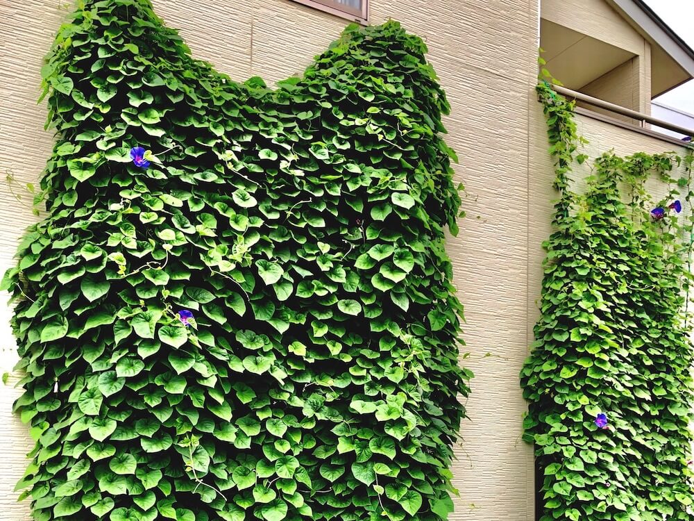 グリーンカーテンの作り方 ネット貼りのコツは おすすめ植物は Greensnap グリーンスナップ