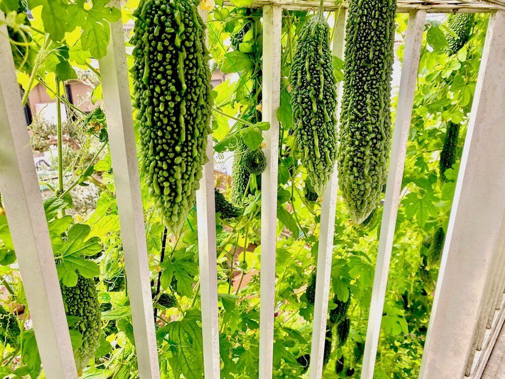 グリーンカーテン　緑のカーテン