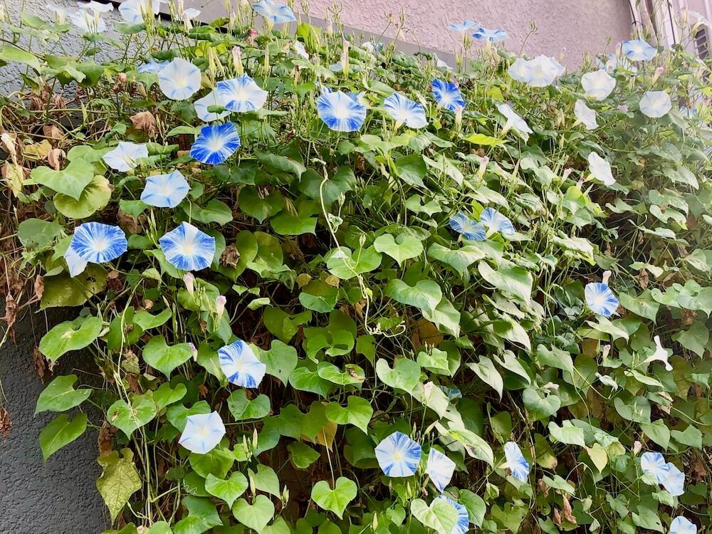 グリーンカーテン　緑のカーテン