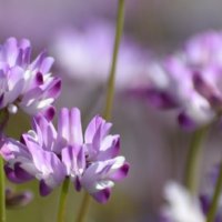 レンゲソウ(蓮華草)の育て方｜庭植えのコツは？どんな花が咲く？の画像