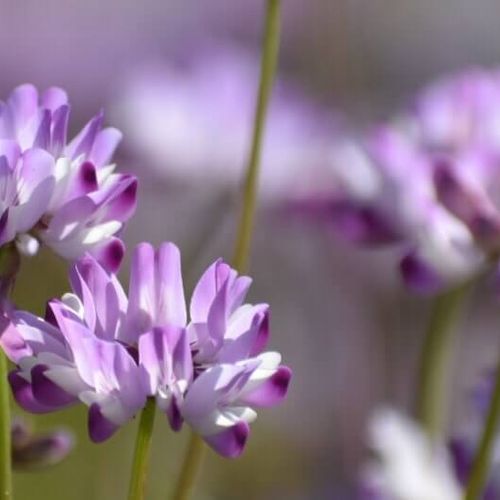 レンゲソウ 蓮華草 の育て方 庭植えのコツは どんな花が咲く Greensnap グリーンスナップ