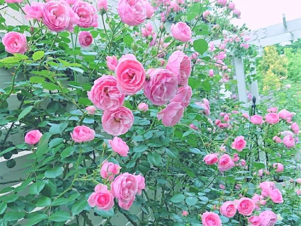 つるバラ　ピンク色の花