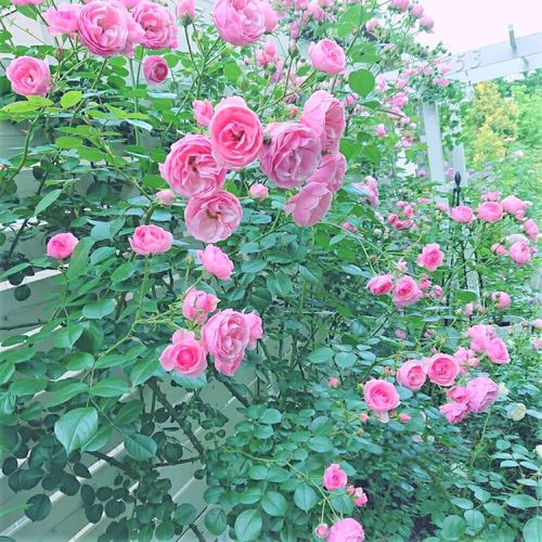 つるバラの育て方 鉢植えでの管理や植え付け時期 挿し木の方法は Greensnap グリーンスナップ