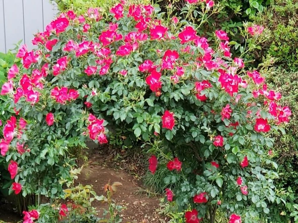 つるバラ　赤い花　地植え