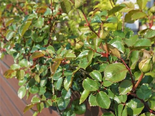 つるバラの育て方 鉢植えでの管理や植え付け時期 挿し木の方法は Greensnap グリーンスナップ