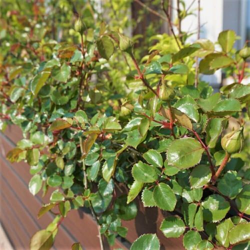 つるバラの育て方 鉢植えでの管理や植え付け時期 挿し木の方法は Greensnap グリーンスナップ