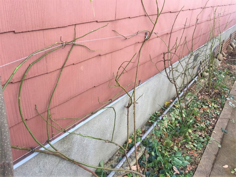 つるバラ　地植え　枝
