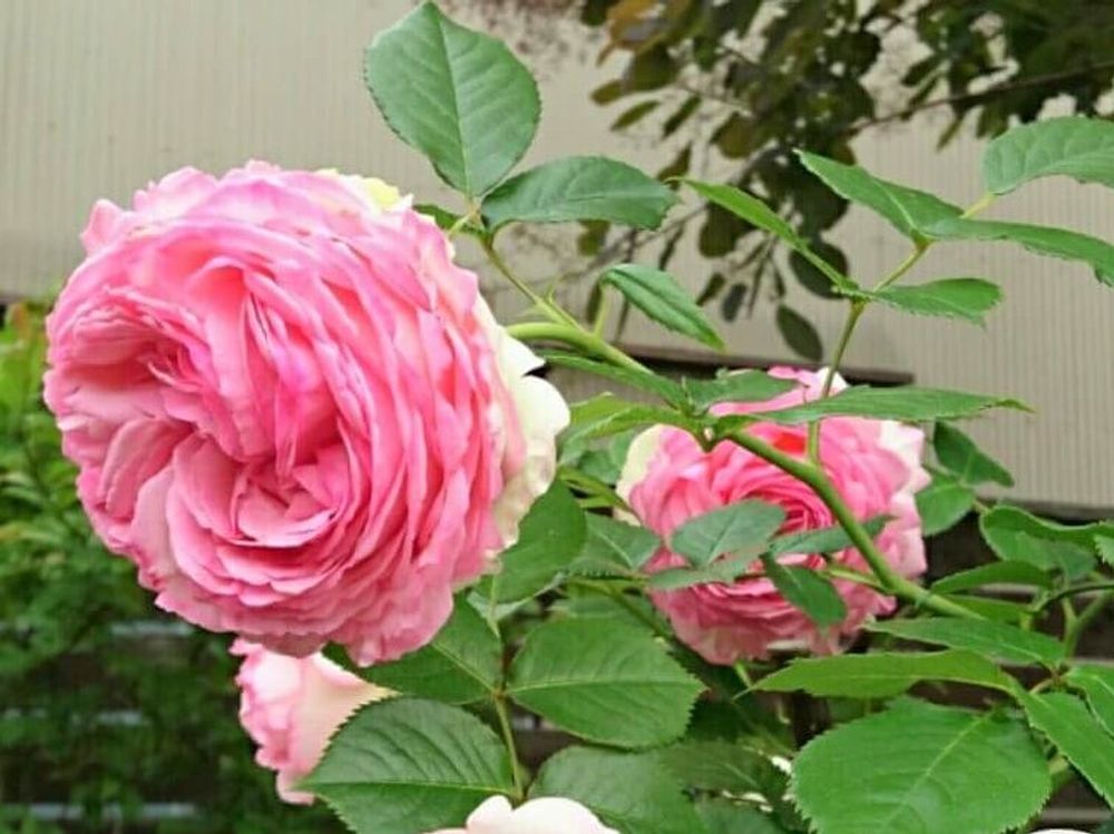 つるバラ　ピンク色の花　鉢植え