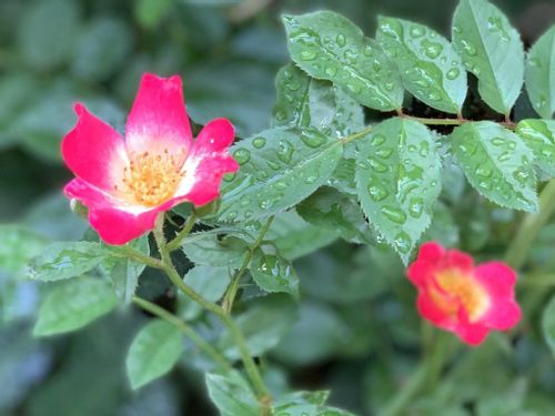 つるバラの育て方 鉢植えでの管理や植え付け時期 挿し木の方法は Greensnap グリーンスナップ つるバラの育て方 鉢植えでの管理や植え付け時期 挿し木の方法は Greensnap グリーンスナップ