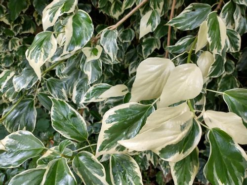 アイビー ヘデラ の種類 人気の品種や風水効果がある置き場所は Greensnap グリーンスナップ