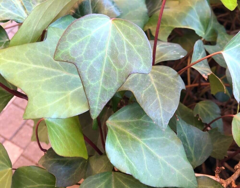 カナリエンシス