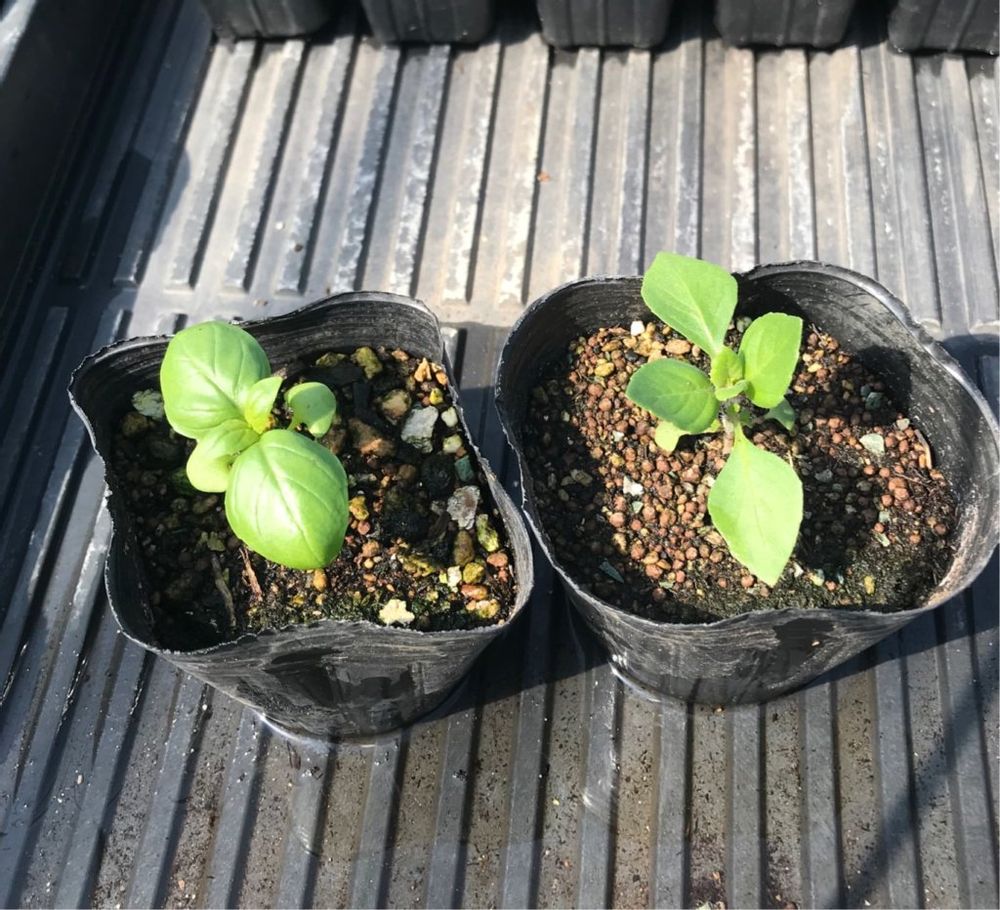 ホーリーバジル