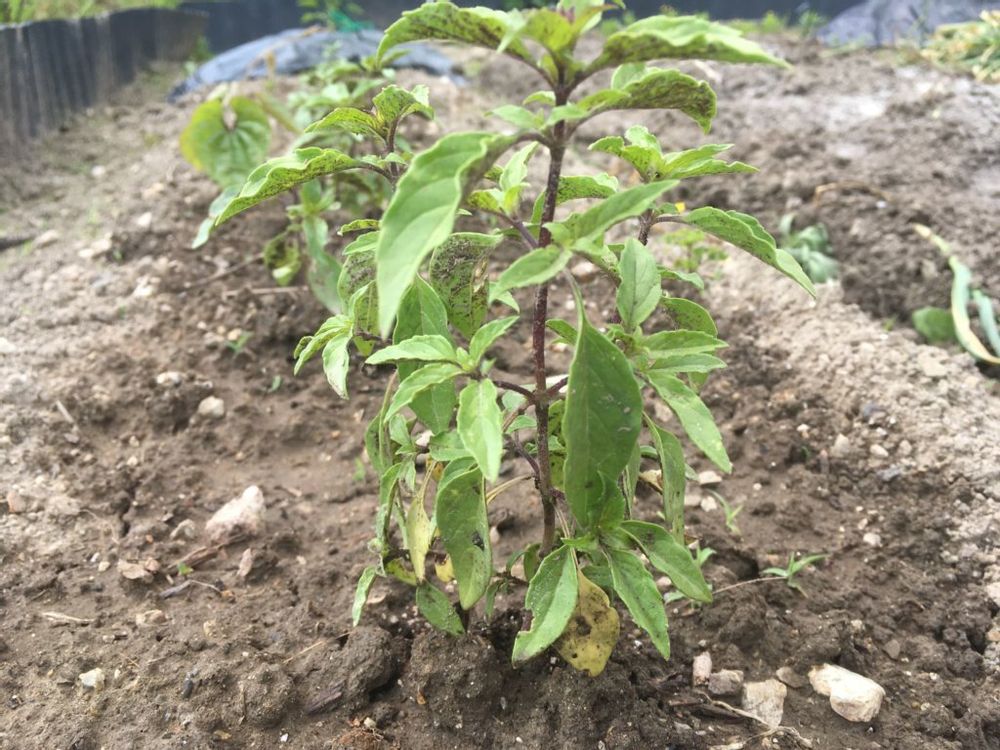 ホーリーバジル