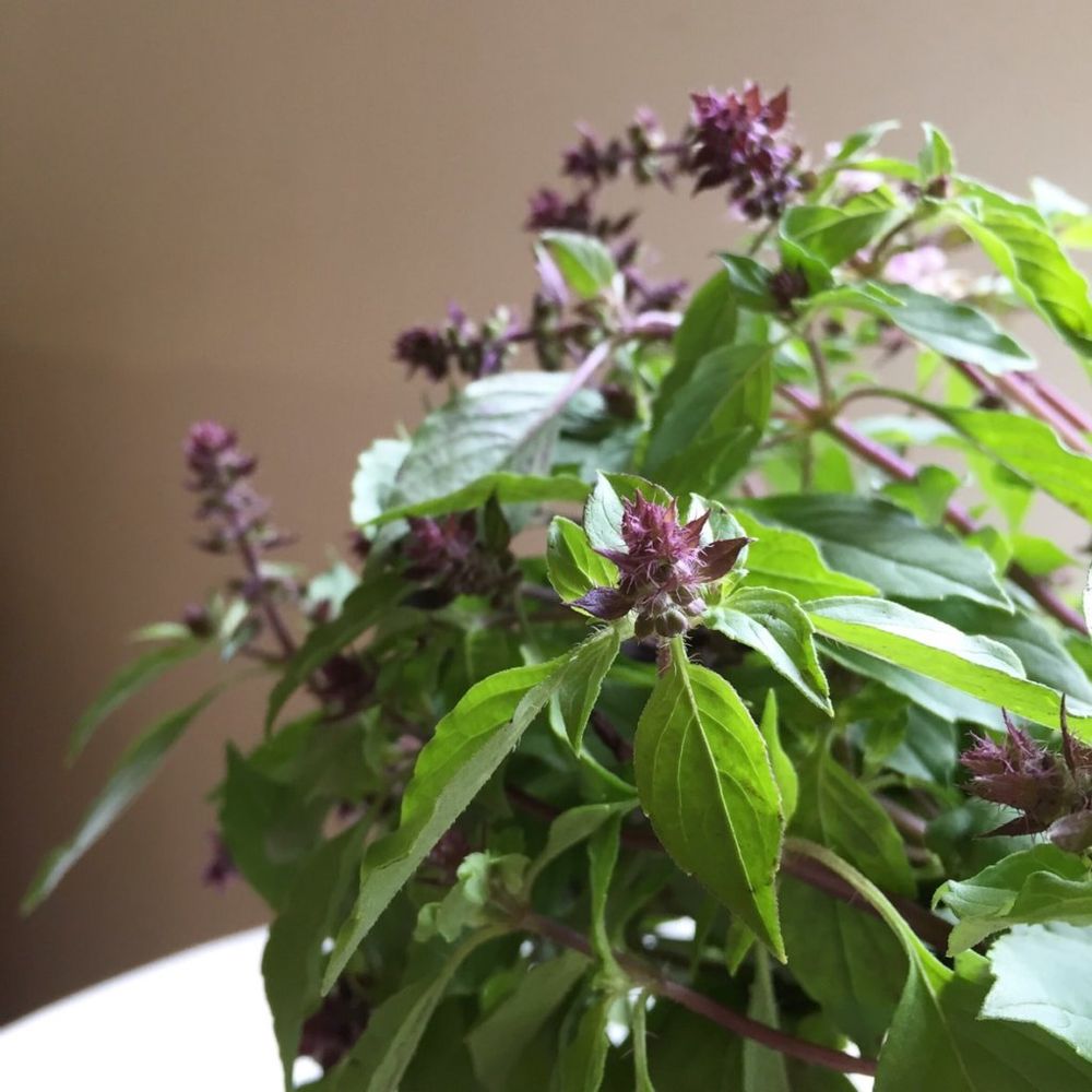 ホーリーバジル