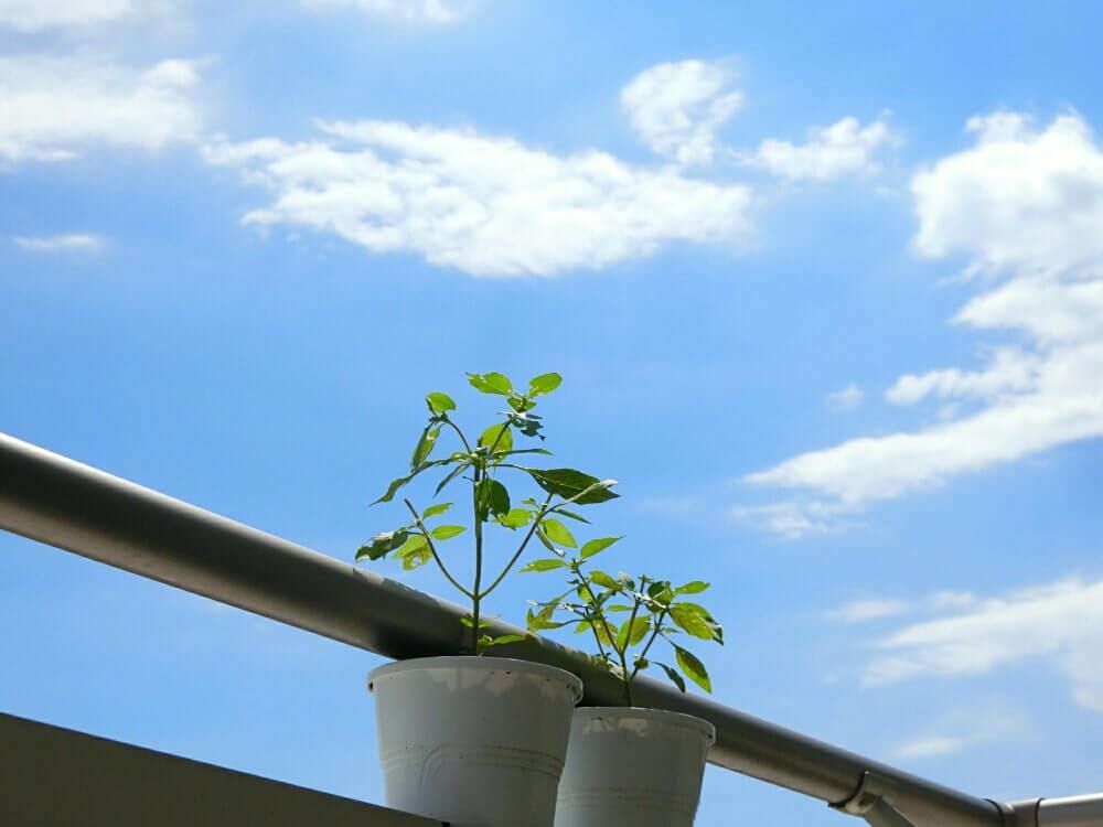 ホーリーバジル