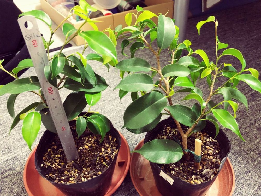 フィカス　鉢植え　株