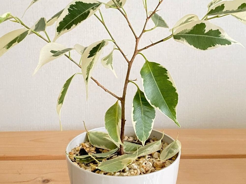 フィカス　鉢植え　白い葉