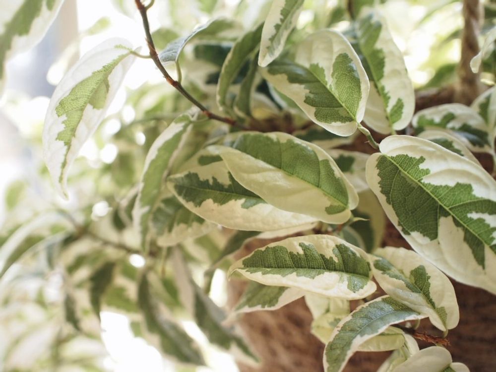 フィカス　白い葉　日差し