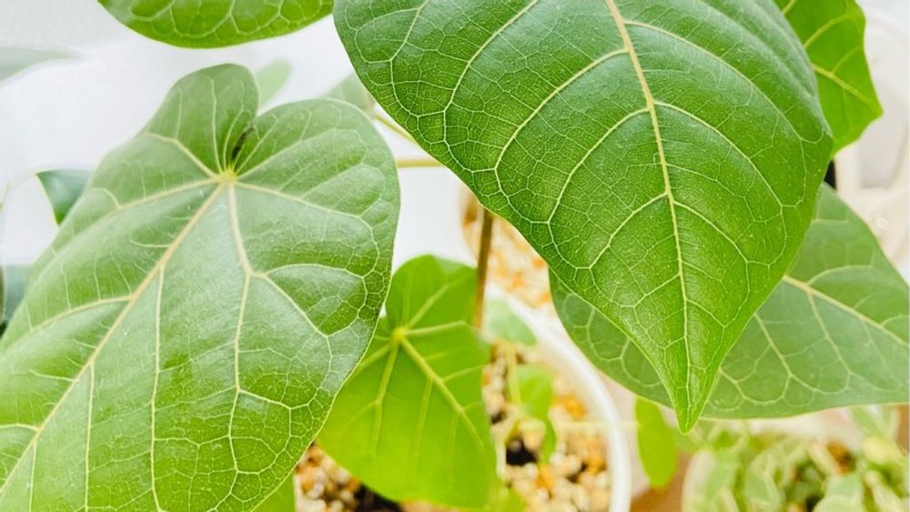 フィカス　鉢植え　葉