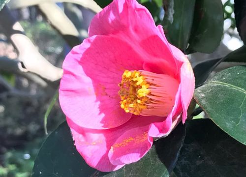 寒椿の花言葉 花の特徴や種類 山茶花との違いは Greensnap グリーンスナップ