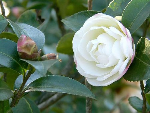 寒椿の花言葉 花の特徴や種類 山茶花との違いは Greensnap グリーンスナップ