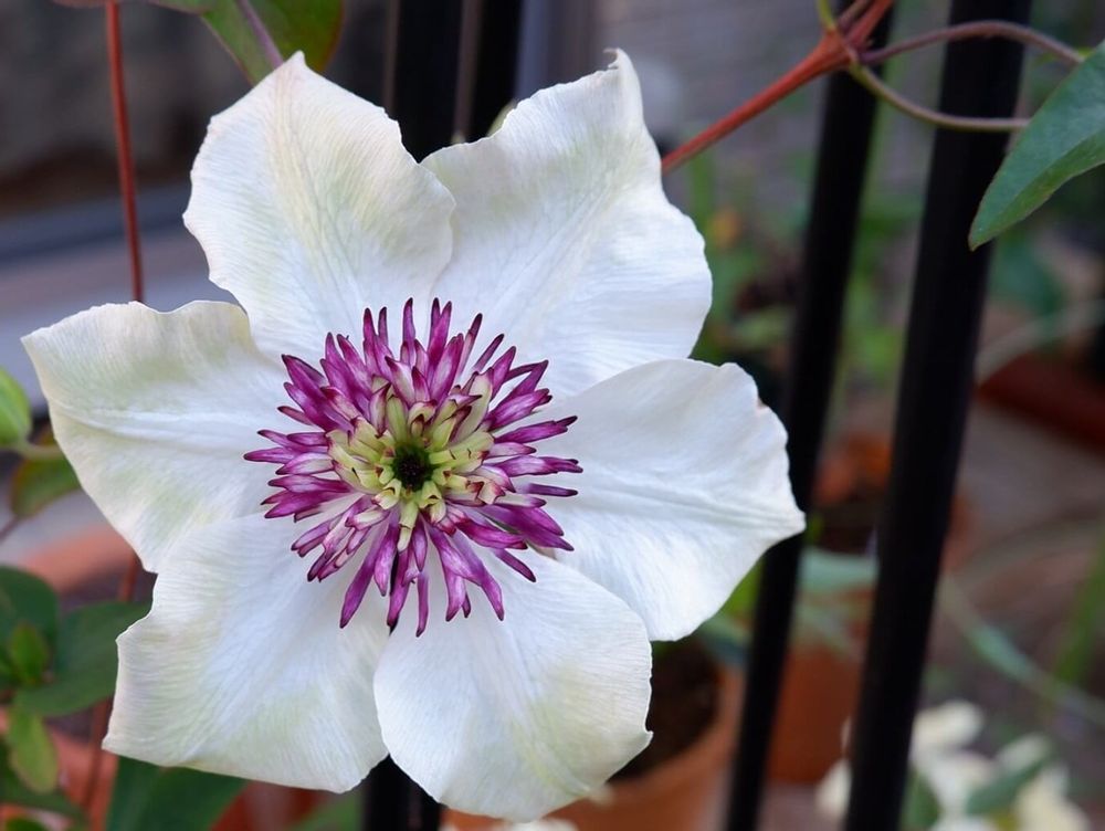 クレマチス　白い花