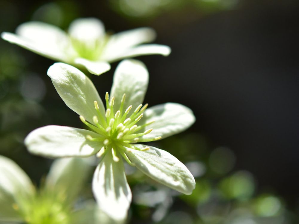 クレマチス・ピクシー　白い花