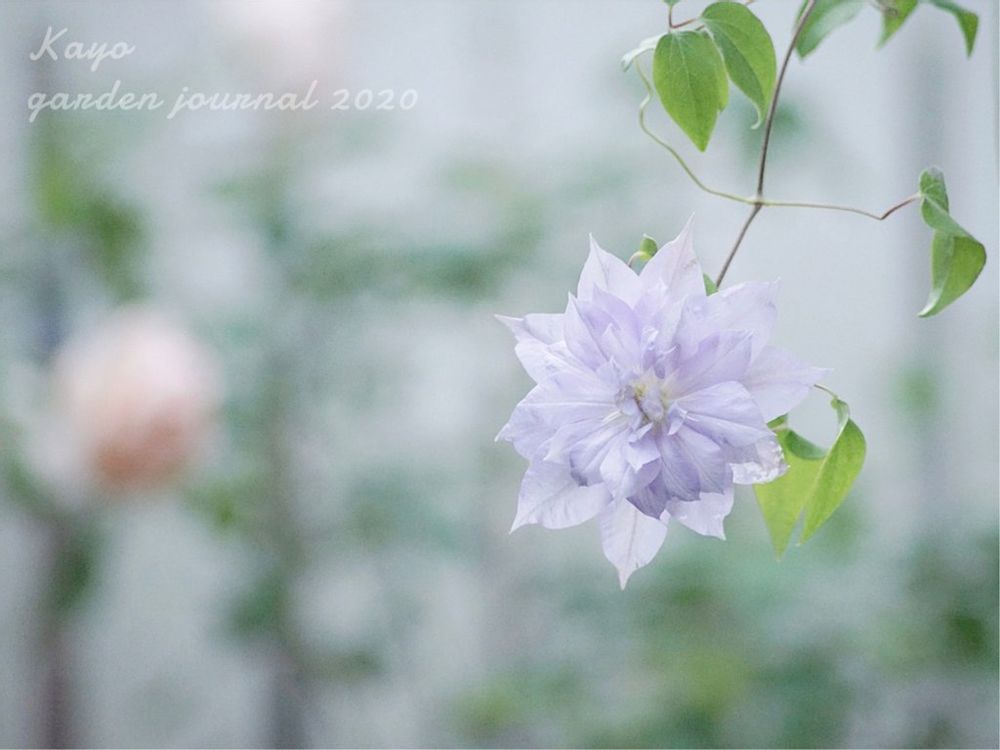 クレマチス・ベルオブウォーキング　薄紫色の花