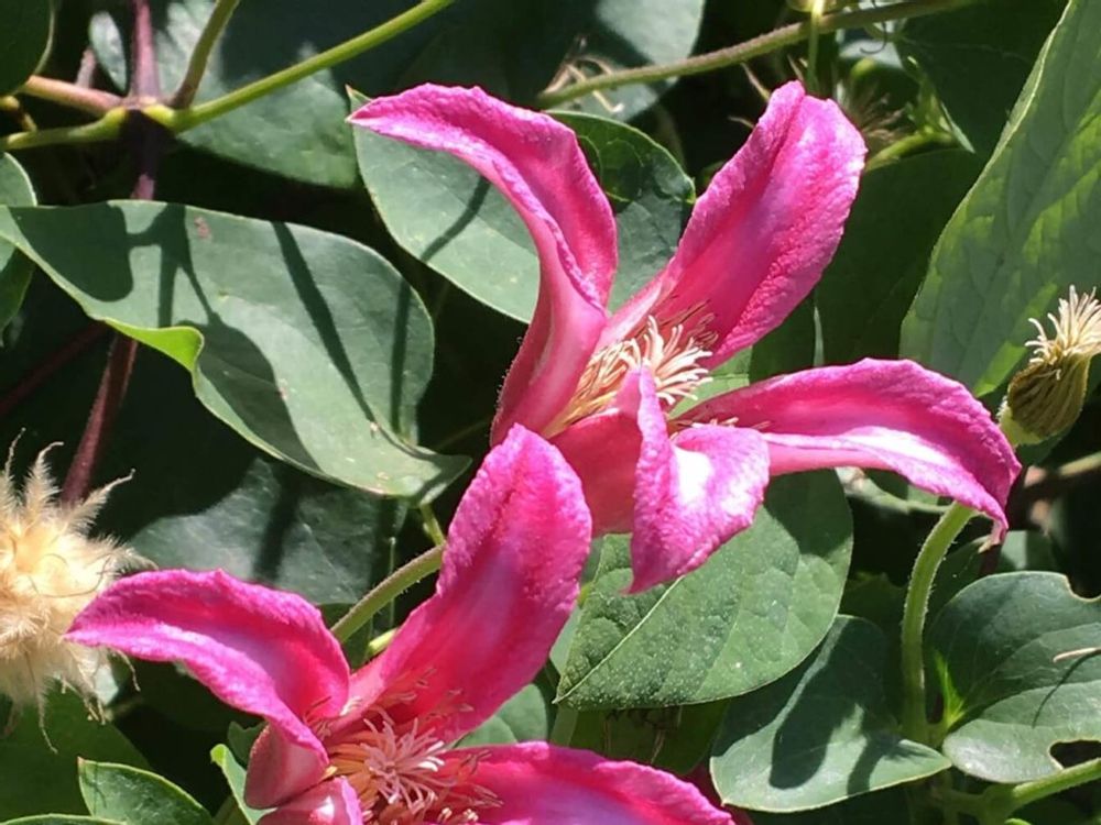 クレマチス・プリンセスダイアナ　ピンク色の花