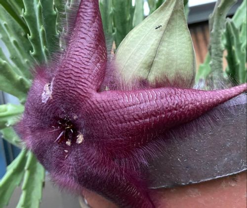 スタペリアの育て方｜植え付けや挿し木の時期や方法は？｜?GreenSnap 