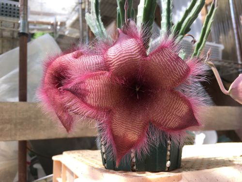 スタペリアの育て方｜植え付けや挿し木の時期や方法は？｜?GreenSnap 