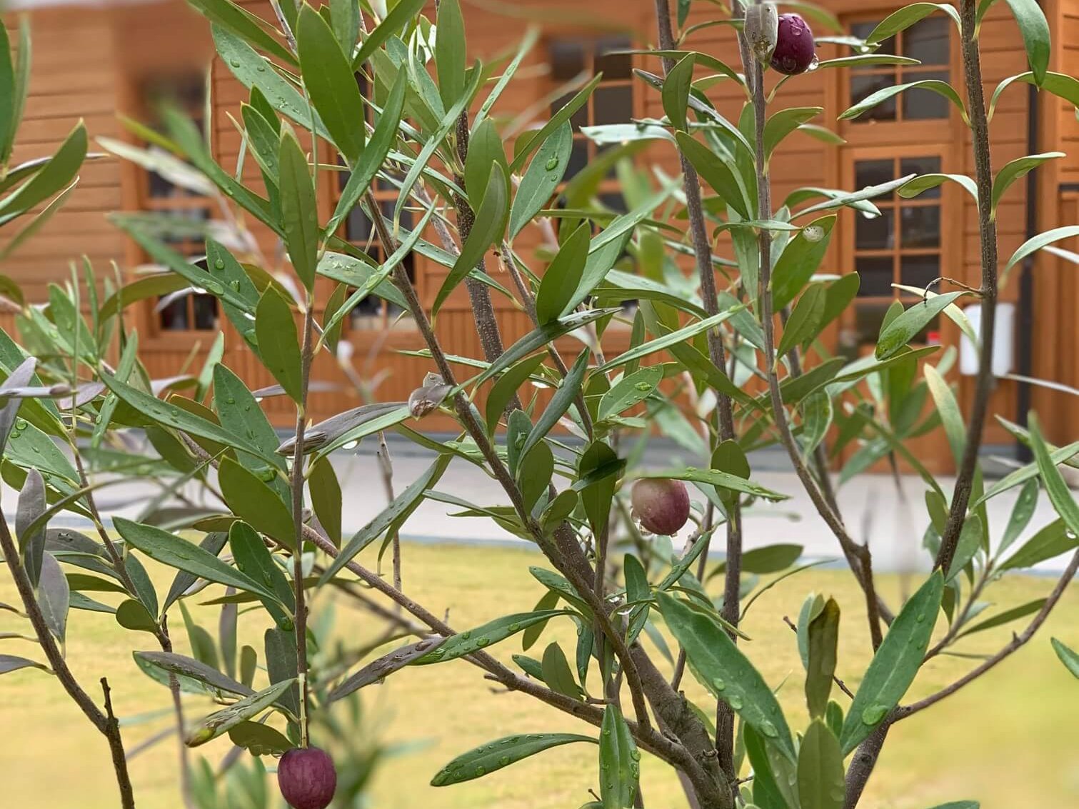 オリーブの育て方 鉢植えを室内で栽培するコツは 花が咲かない原因はなに Greensnap グリーンスナップ